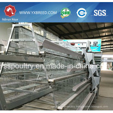 Bird Cage for Hot Sale to Algeria and Africa